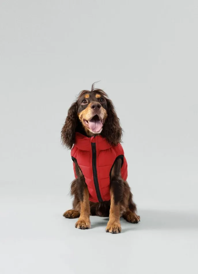 Men Hackett X Hugo and Hudson Hackett London Reversible Puffer Jacket For Dogs 8211 Medium Winenavy